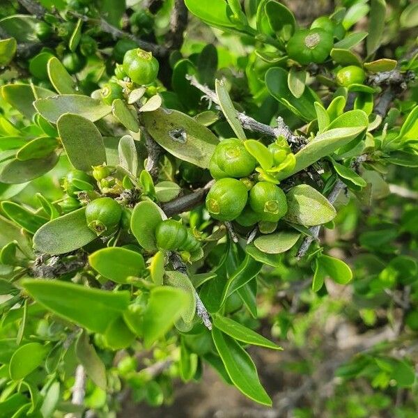 Pyrostria phyllanthoidea Fruit