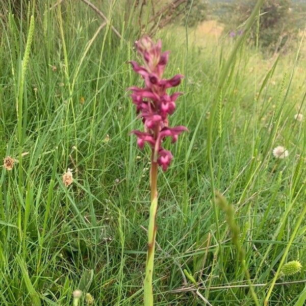 Anacamptis coriophora Flor