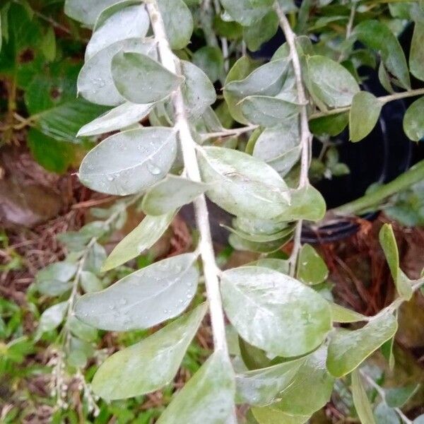 Acacia podalyriifolia 葉