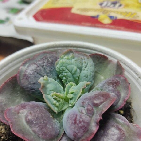 Echeveria gigantea Leaf