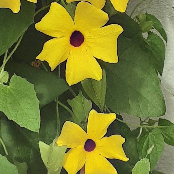 Thunbergia alata Flower