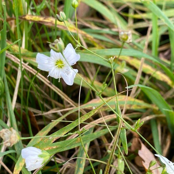 Gypsophila elegans Žiedas