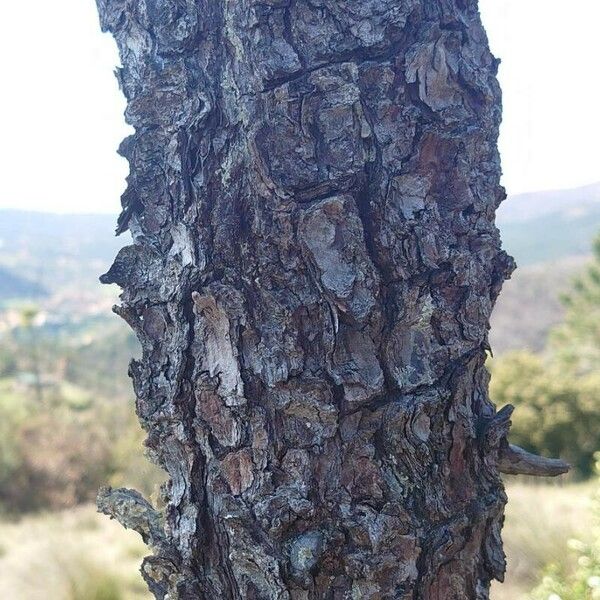 Pinus pinaster Φλοιός