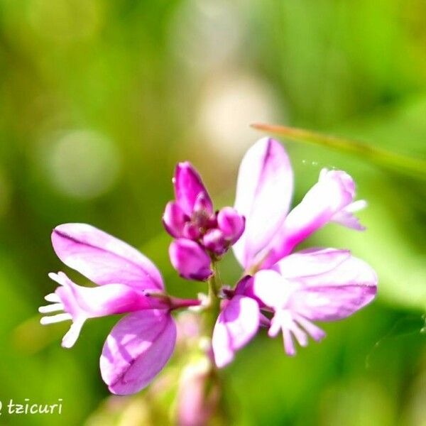 Polygala major Kukka