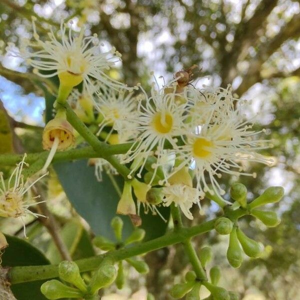 Syzygium cumini Flower