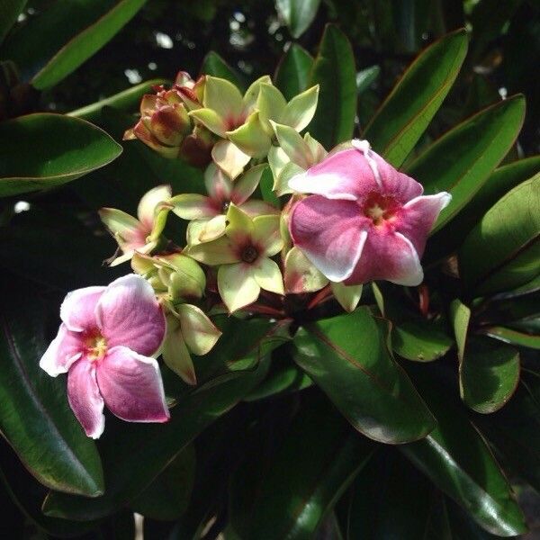 Cerbera manghas Flower