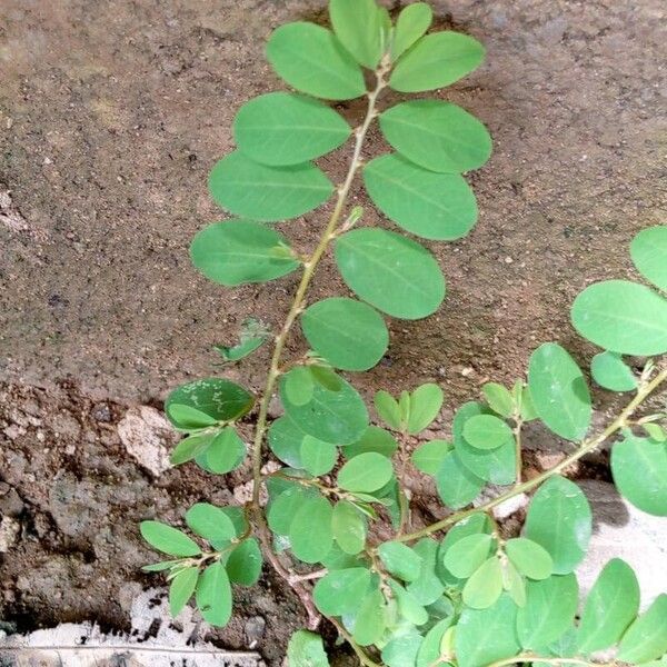 Phyllanthus tenellus Blad