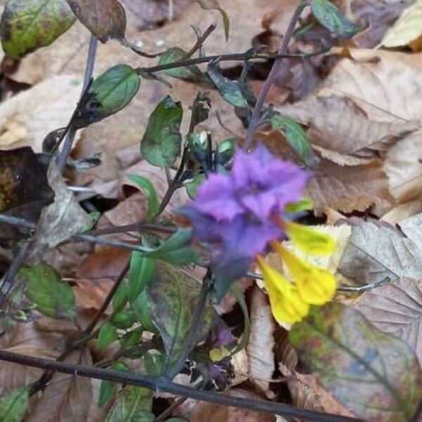 Melampyrum nemorosum Blodyn