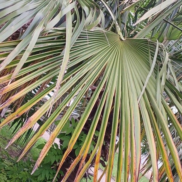 Trachycarpus fortunei Blad