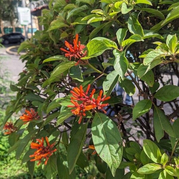 Hamelia patens Blomma