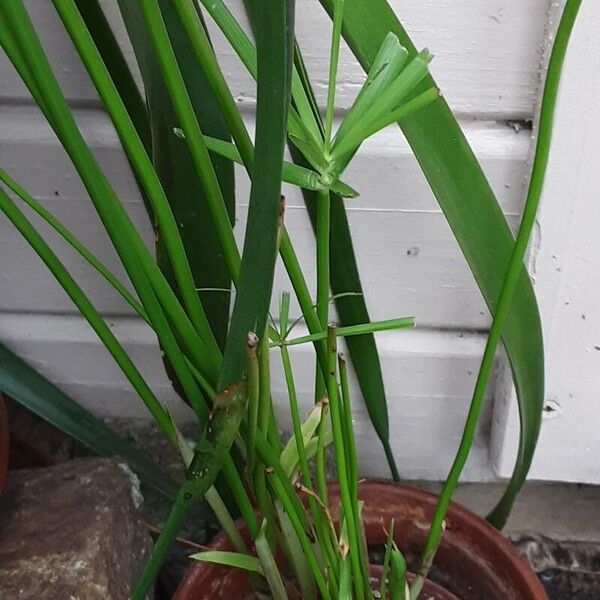 Cyperus alternifolius Кора