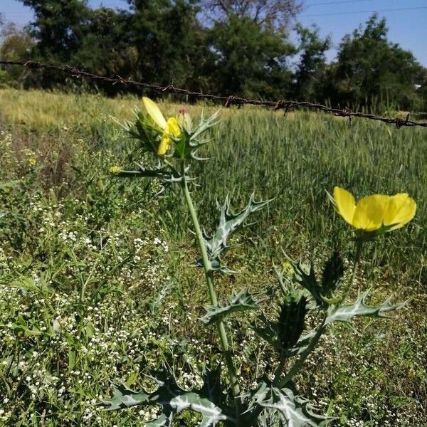 Argemone ochroleuca Kwiat