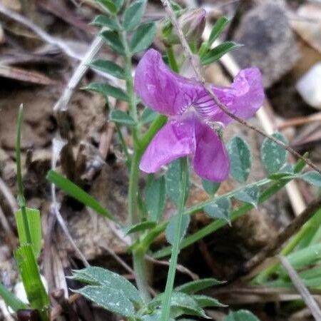 Vicia pyrenaica Flower