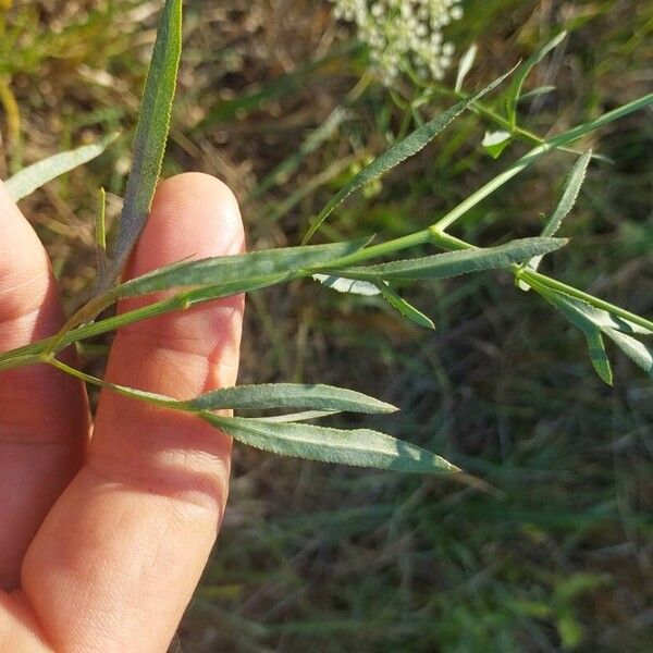 Falcaria vulgaris Leht