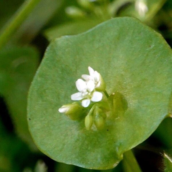 Claytonia perfoliata Flor