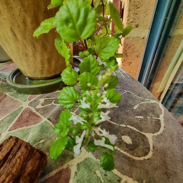 Plectranthus verticillatus Blad