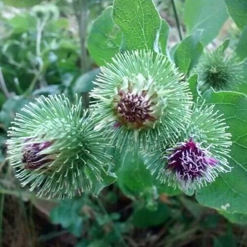 Arctium lappa Blomst