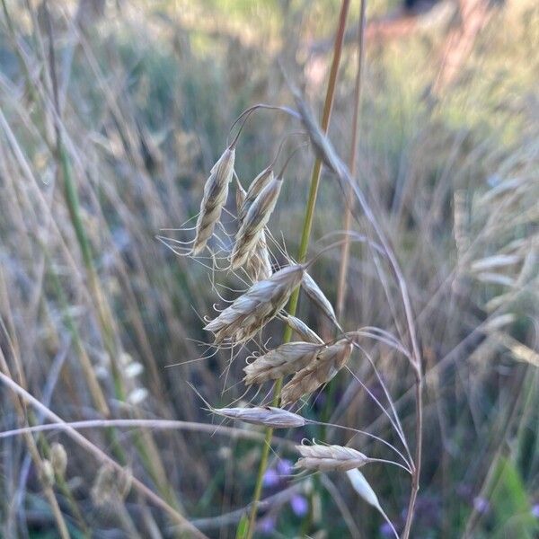 Bromus squarrosus Цвят