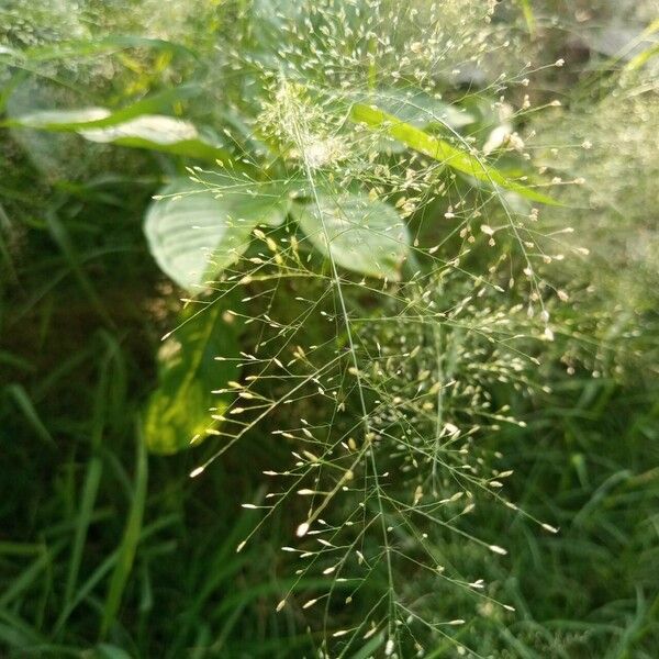 Eragrostis unioloides Flor