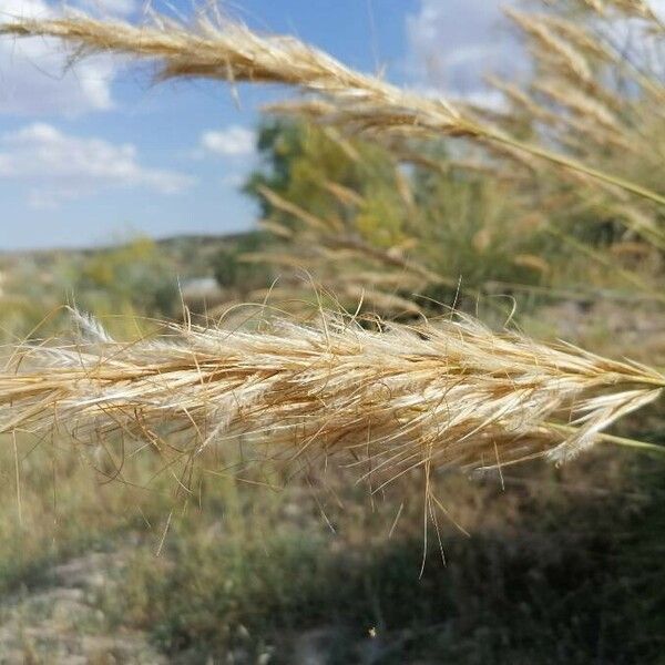 Macrochloa tenacissima Flower