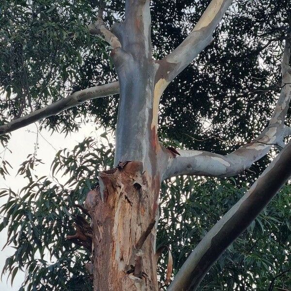Eucalyptus botryoides Bark