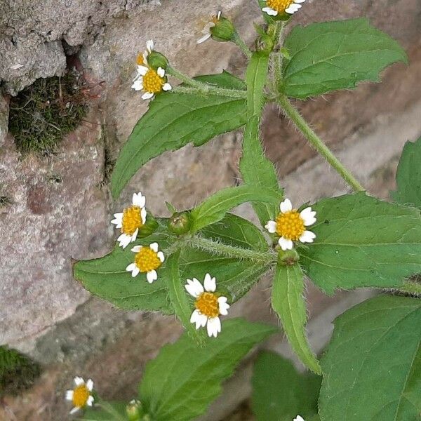 Galinsoga quadriradiata Flor