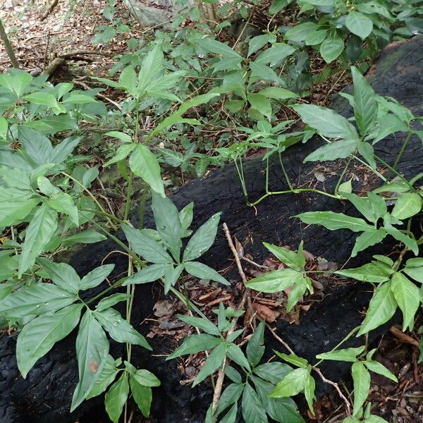 Syngonium podophyllum 整株植物