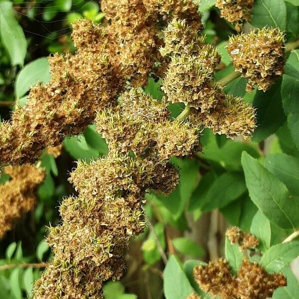 Spiraea douglasii Vrucht