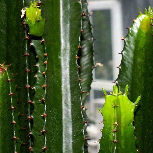 Euphorbia triangularis Hostoa