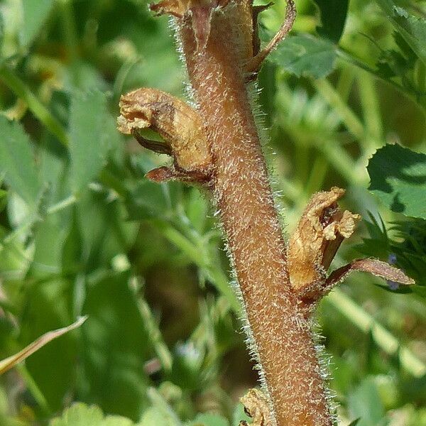 Orobanche minor Kéreg