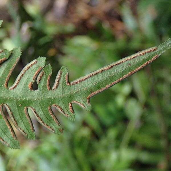 Pteris hamulosa Leaf