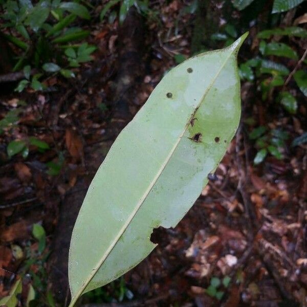 Aspidosperma excelsum 葉
