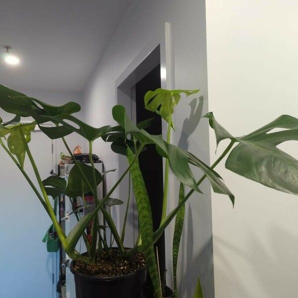 Monstera deliciosa 形態