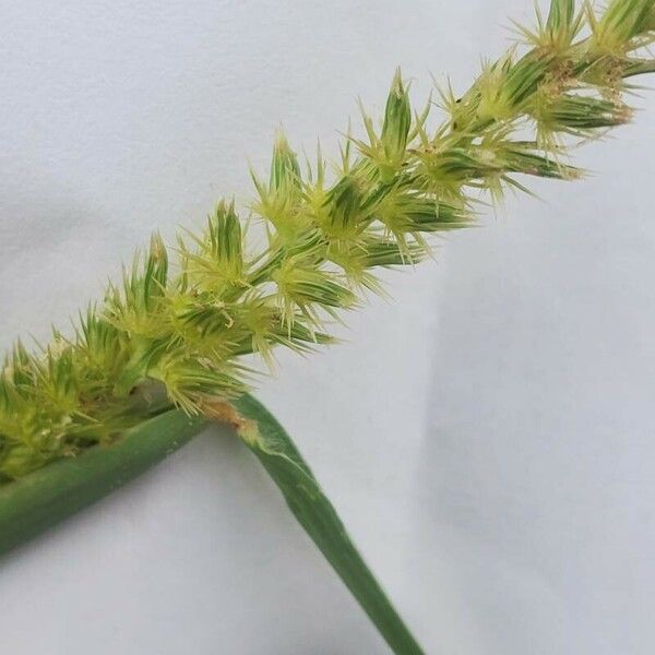 Cenchrus biflorus Flower