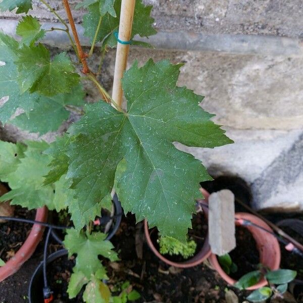 Vitis vinifera Leaf