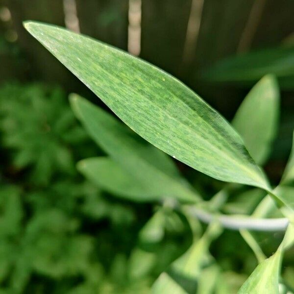 Alstroemeria psittacina Leaf