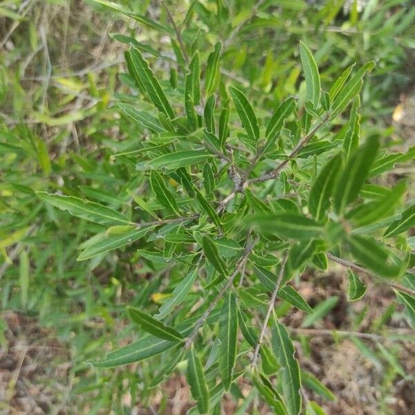 Phillyrea angustifolia 葉