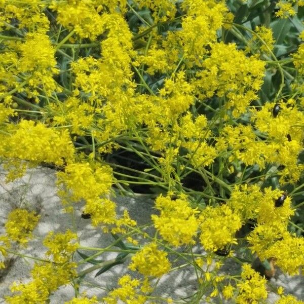 Isatis tinctoria Blüte