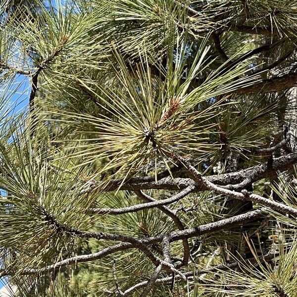 Pinus jeffreyi List