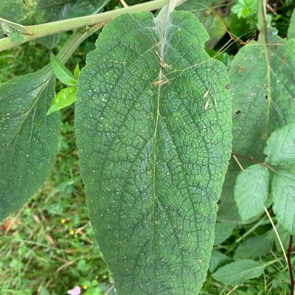 Digitalis thapsi Leaf