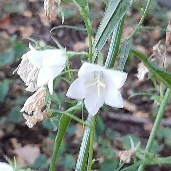 Campanula persicifolia Žiedas