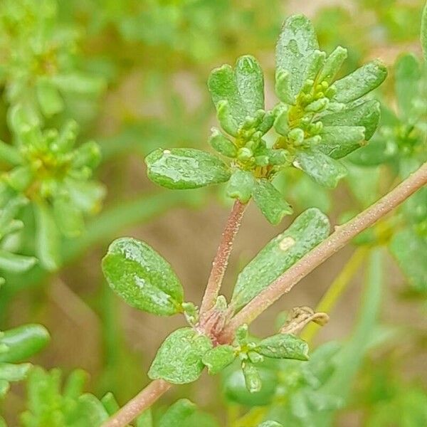 Frankenia pulverulenta Blatt