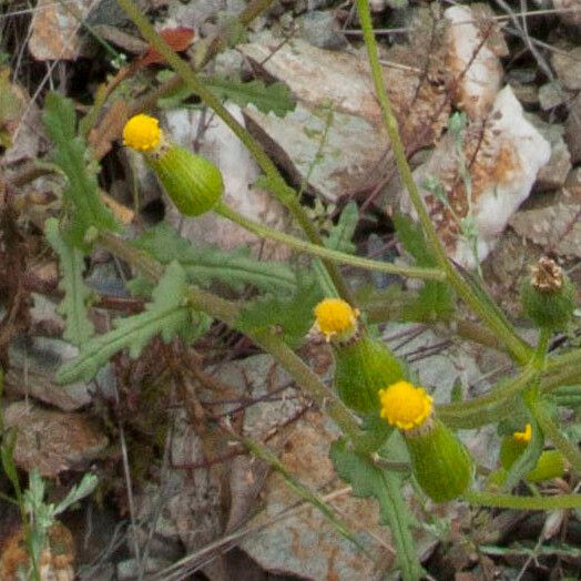 Senecio viscosus फूल