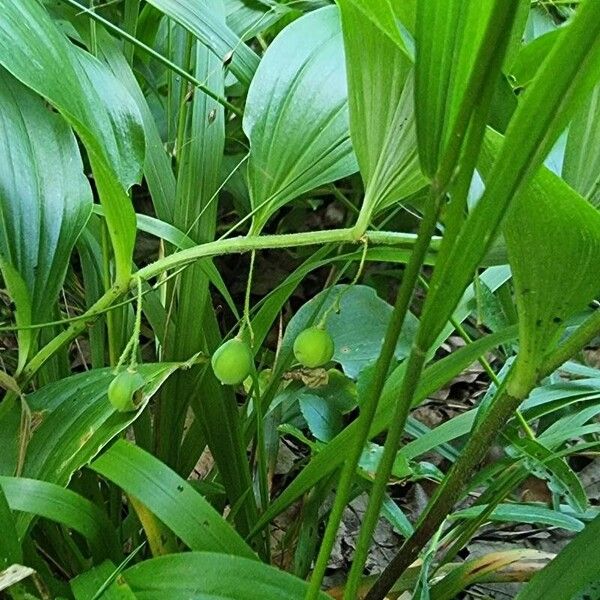 Polygonatum latifolium Leaf