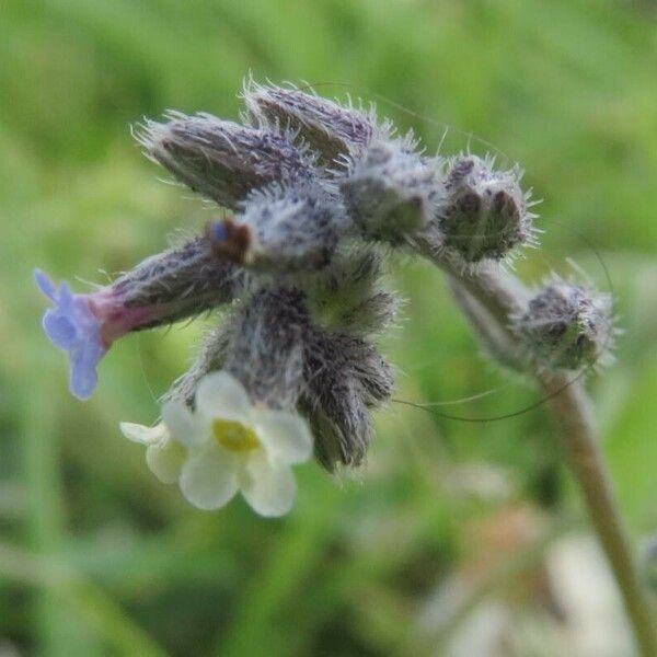 Myosotis discolor Çiçek