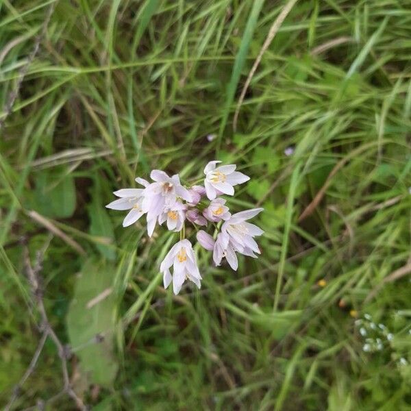 Allium roseum Flower