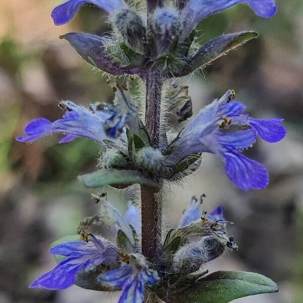 Ajuga reptans Bloem