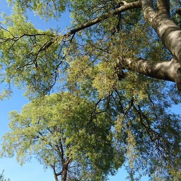 Moringa drouhardii Lapas