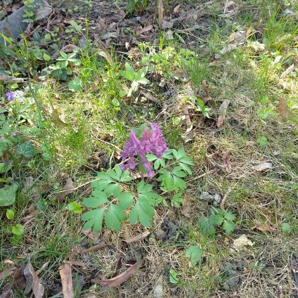 Corydalis solida অভ্যাস