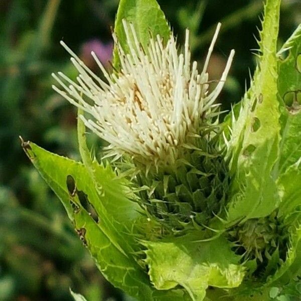 Cirsium oleraceum Fiore